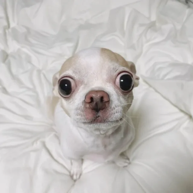 아기옹달
