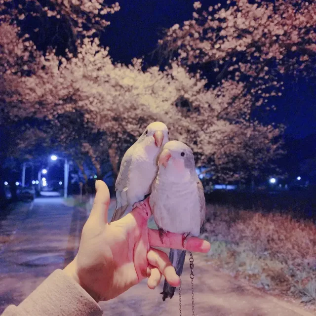 nis환불x