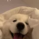 육회왕자