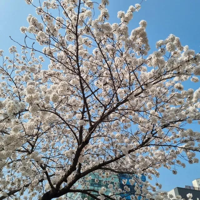 씽싱이