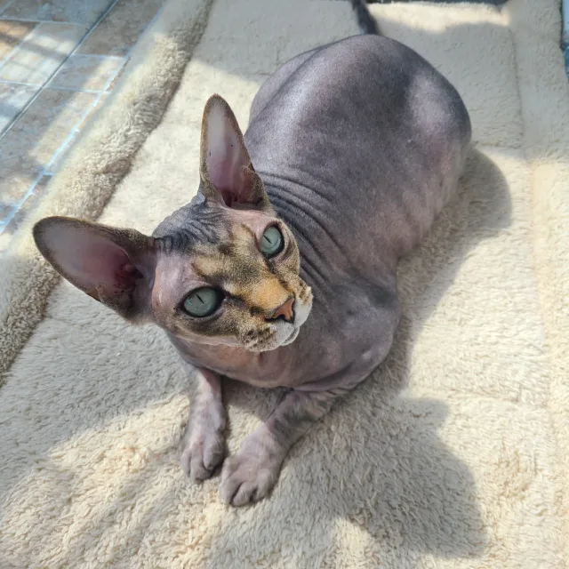 하랑하랑
