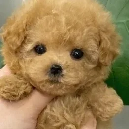 썸바디