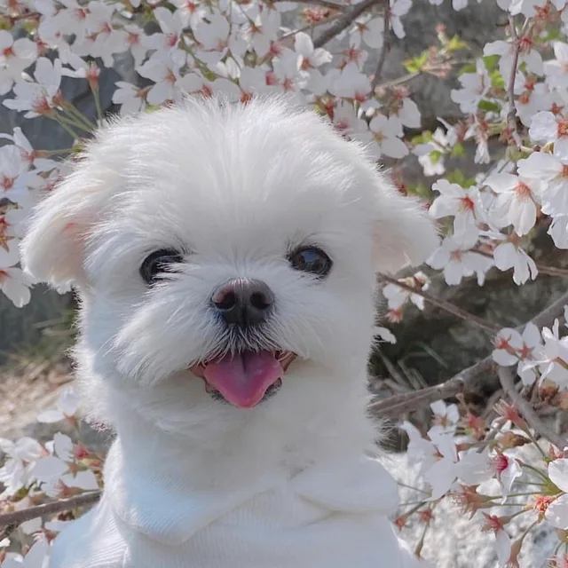 쪼푸