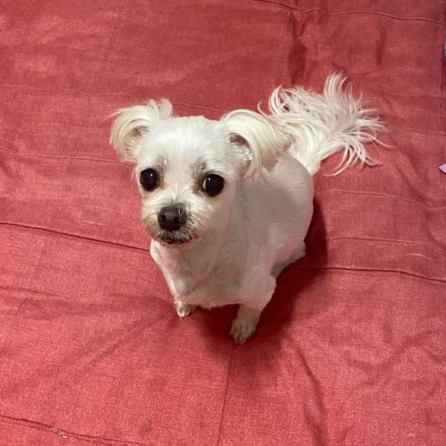 효규
