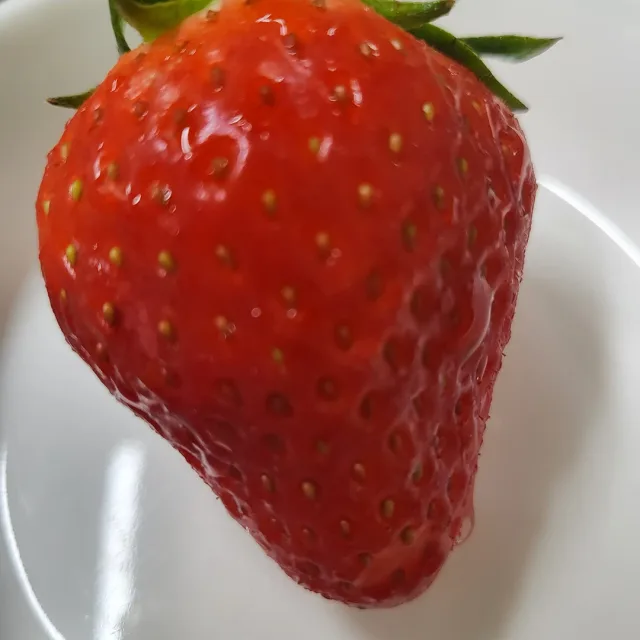 꿀데이지