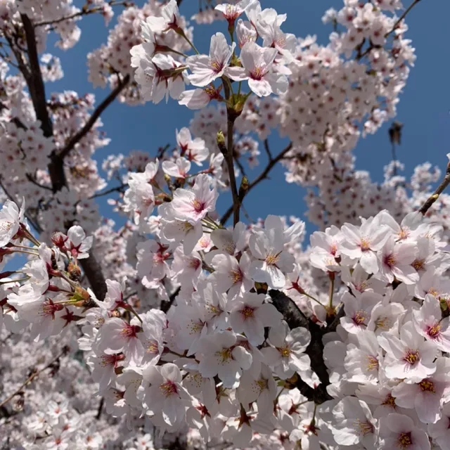 블랑