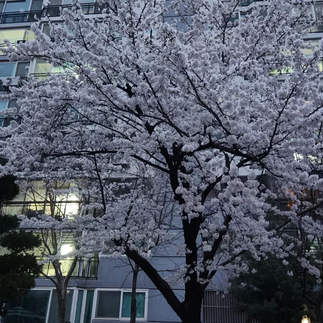 꽃비