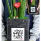 초코파이