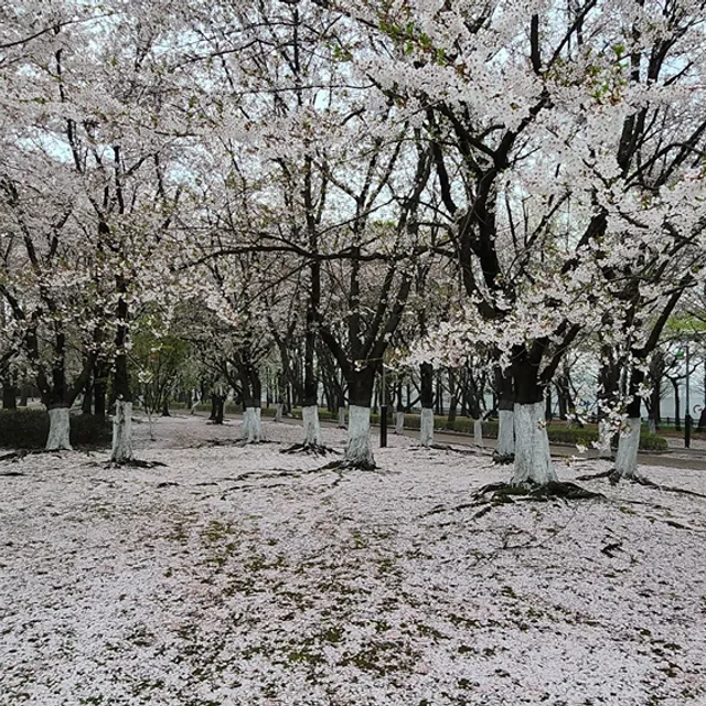 도링