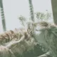 주니