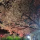 샛별