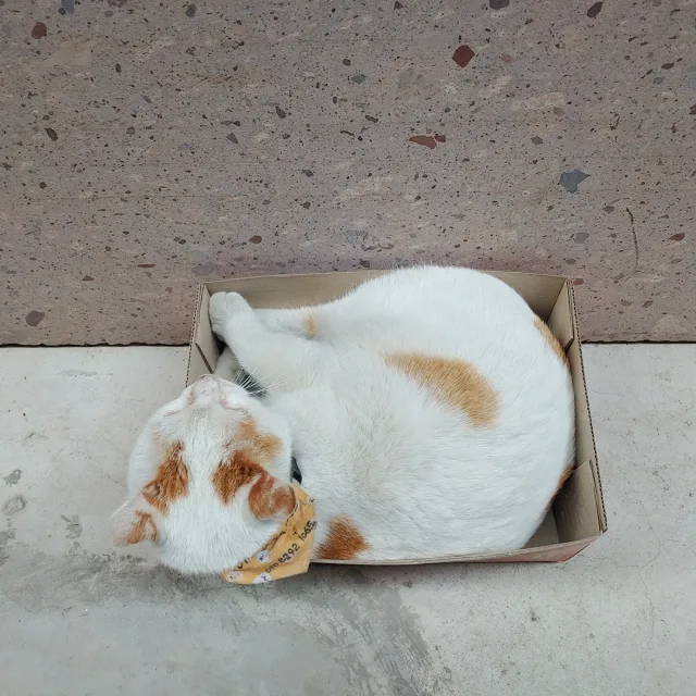 고양이형제