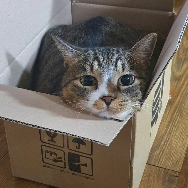 너만없어고양이