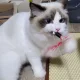 조미료세상