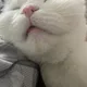 하랏