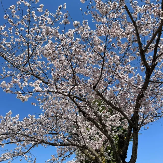찐몬