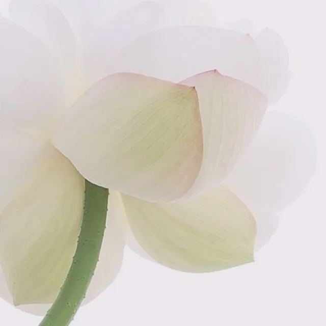 보보제리