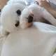 코코