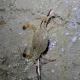 스산호랭이