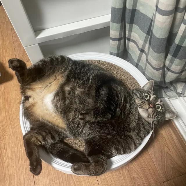 냥냥펀치