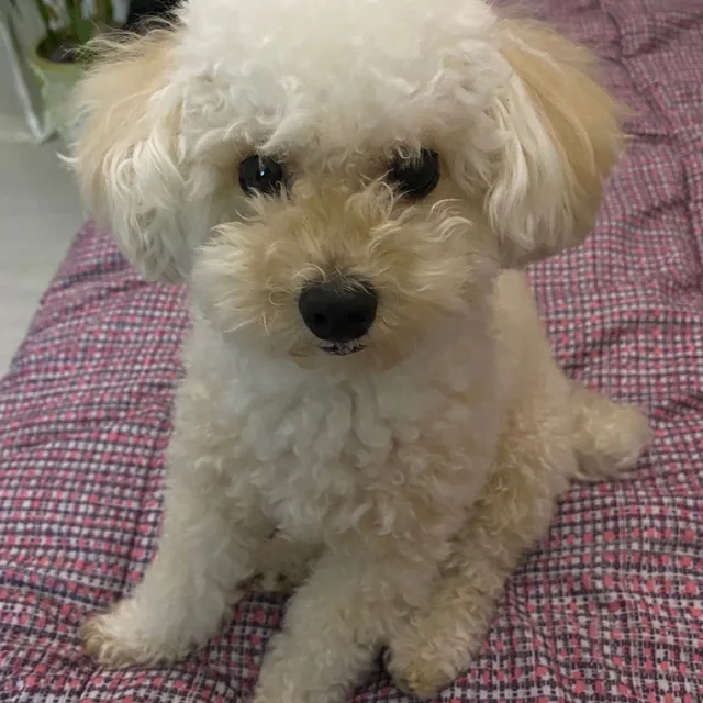겜호두