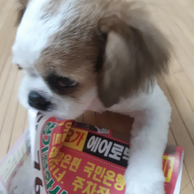 호떡v크롱v콩이