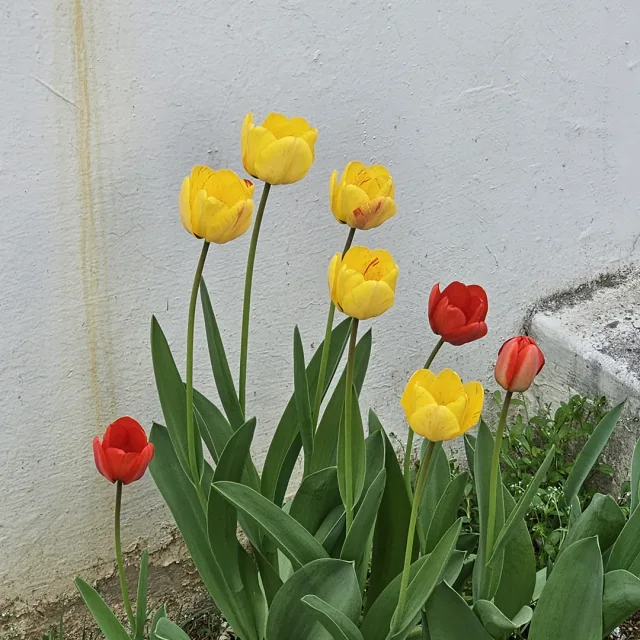 당근비트