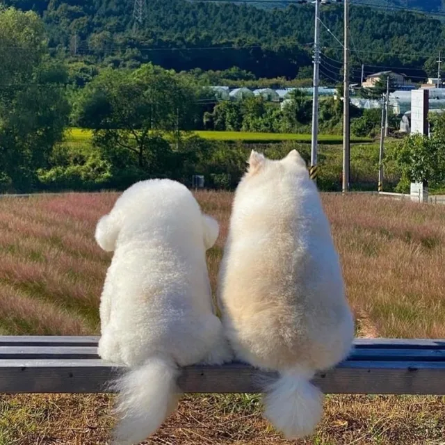 서대문구솜주먹