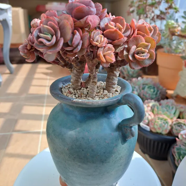 profile