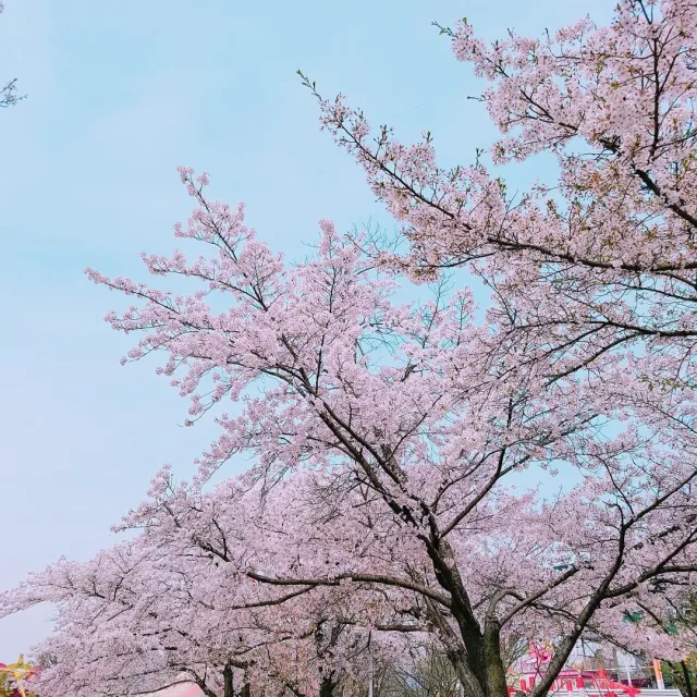 보이차