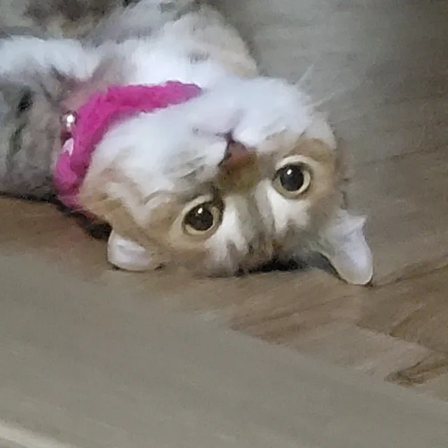 깜찍이