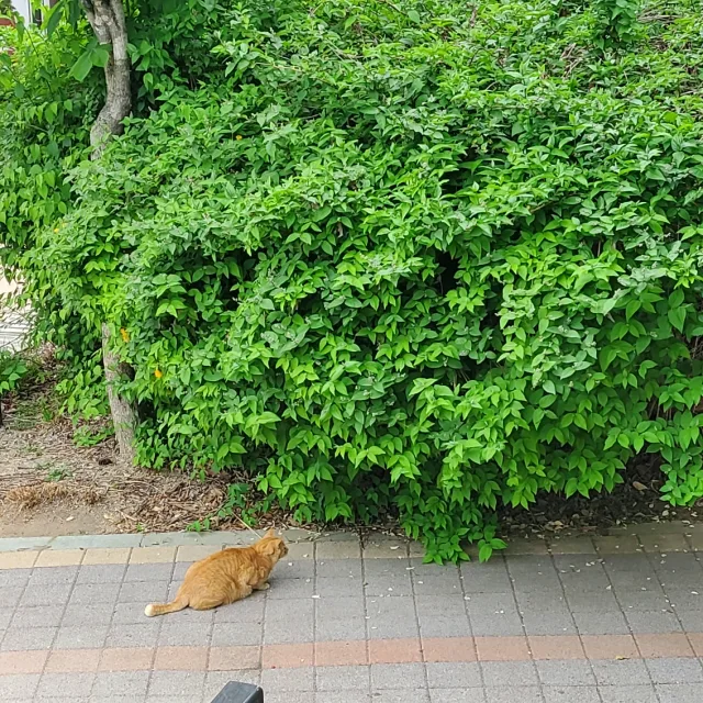 으은