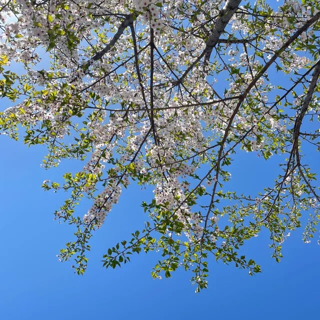 하나둘