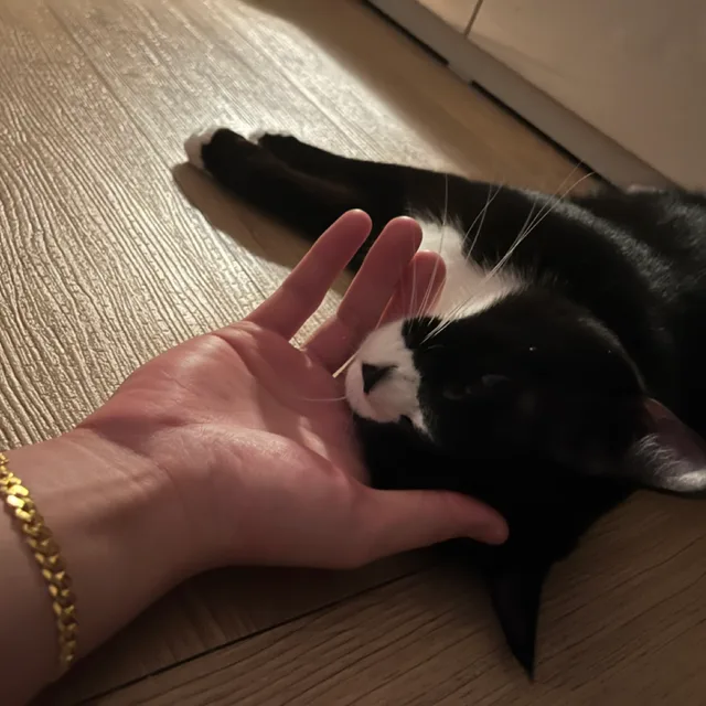 큐뛰클