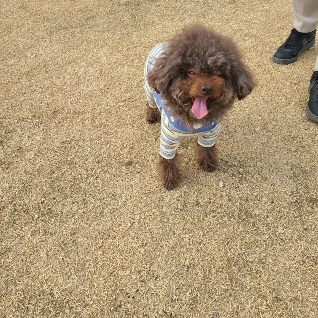 쪼꼬맘