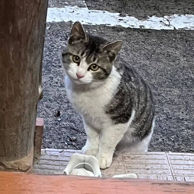 또룡이
