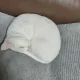 다파라