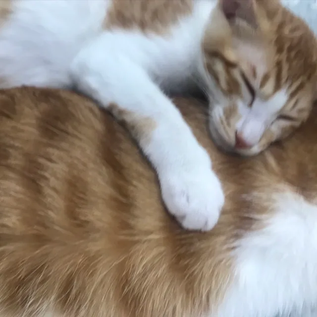 카렝이라뗑이