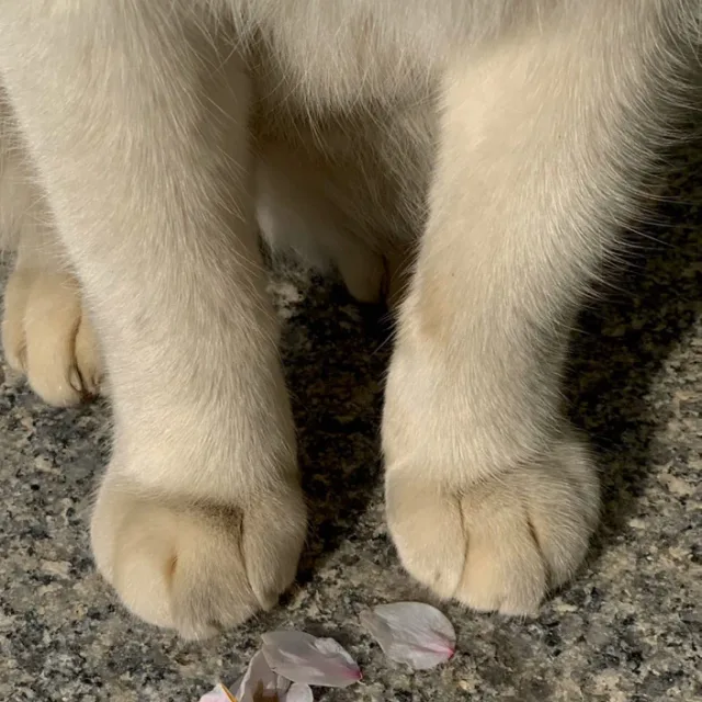 1153