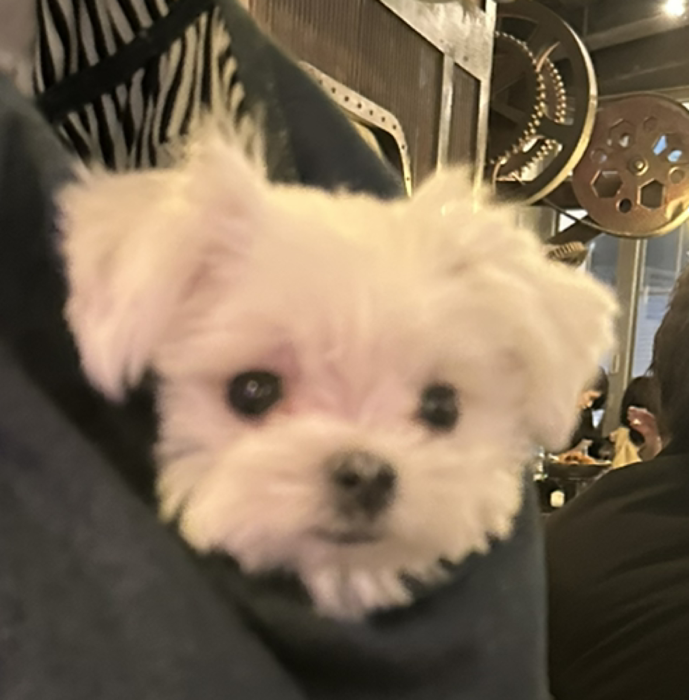 예이예