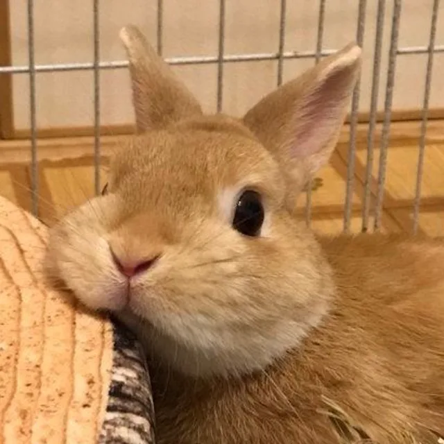 스르릉