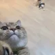 히나
