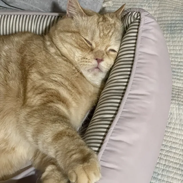 쨩쓰