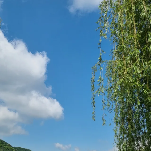 비글언니