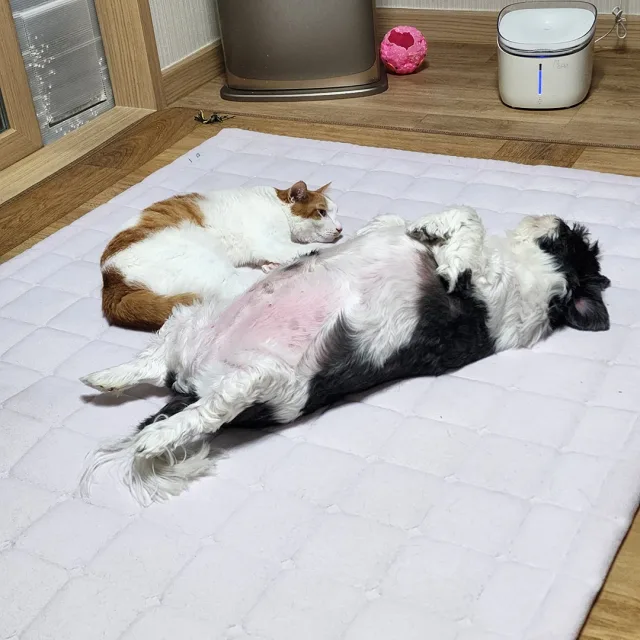 해피두개더