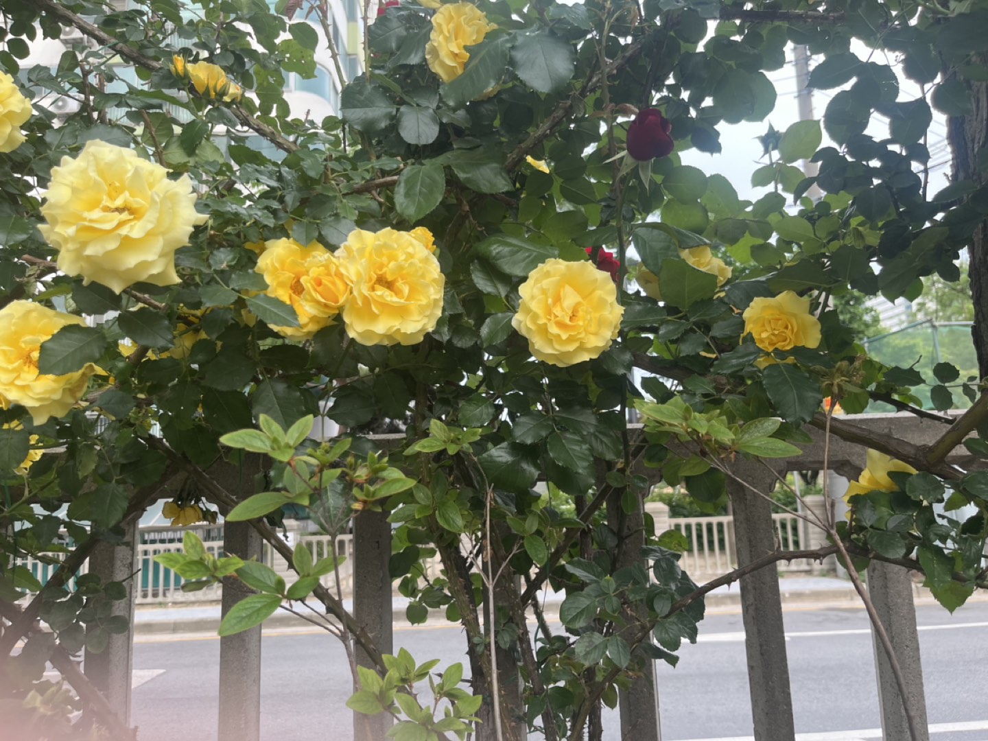 노매너는안팔고안사요