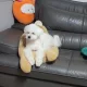 깡충이