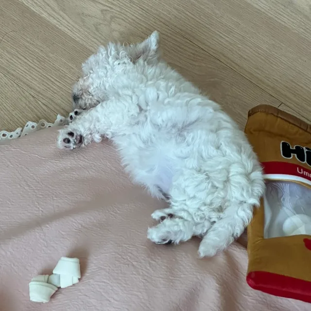 옷욕심많은쥬디