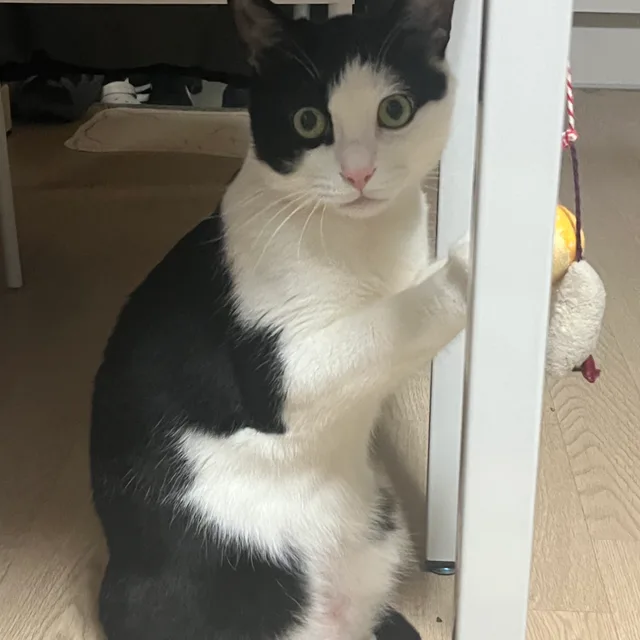 얼룩곰