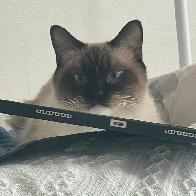 오키오미
